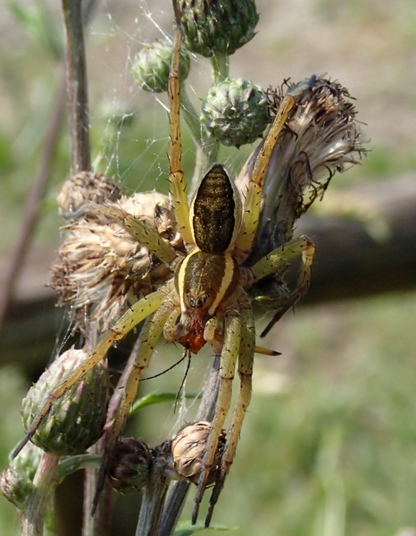 Dolomedes cf. fimbriatus  - Sernaglia della Battaglia (TV)